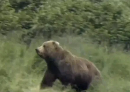 İneklerini otlatan çobana ayı saldırdı! Kelime-i Şehadet getirirken olanlar oldu