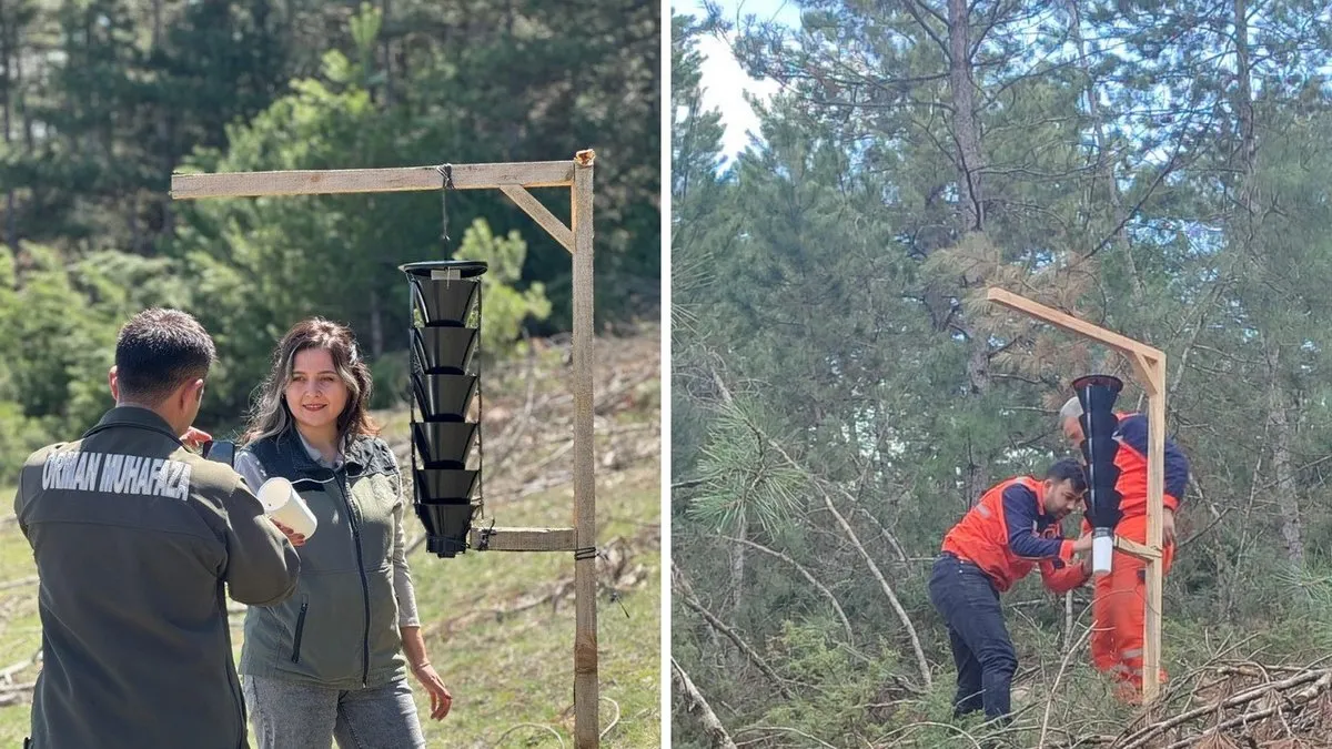 Ormanları kurutan böceğe karşı sıkı önlem