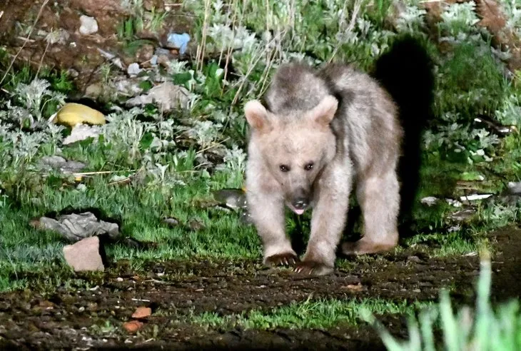 لقد هبطوا في وسط المدينة! تسلق جدران البيوت ...
