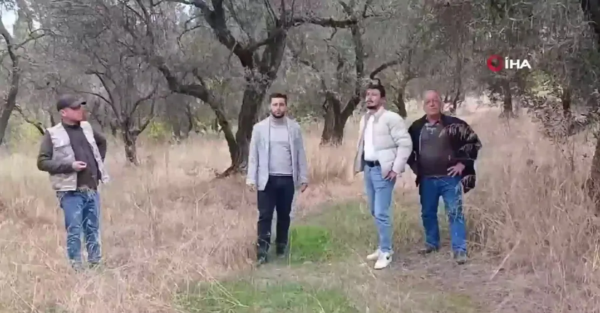 Susuzluk zeytin ağaçlarını da etkiledi