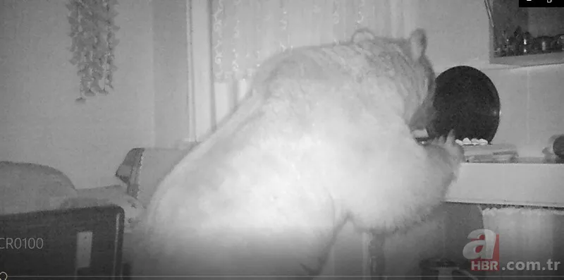 Vahşi doğada ölümcül karşılaşma! Ayı yavrularını… 12