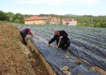 Henüz meyve vermeden satılıyor!