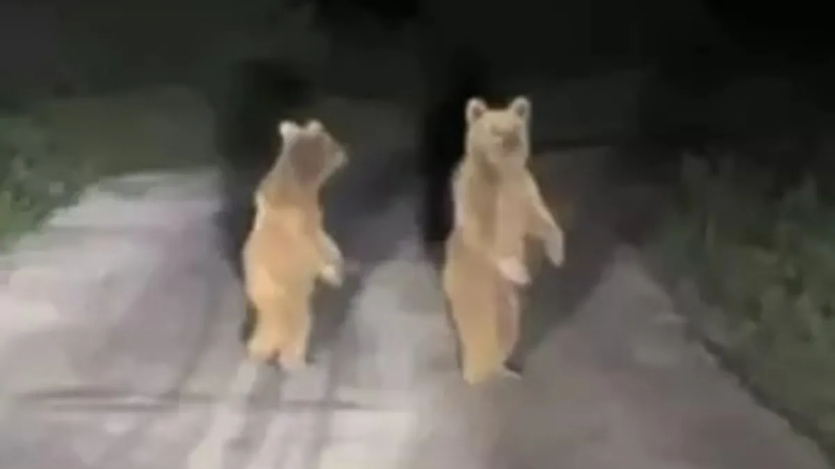 Yavru ayılar köy yoluna indi