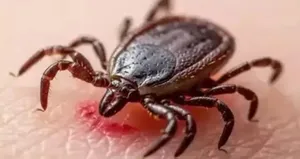 Keneye karşı dışarıda uyumayın uyarısı