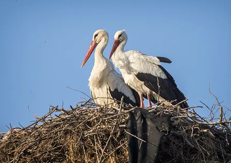 Yaren leylek eşi Nazlı ile buluştu! Bizimkisi bir aşk hikayesi ❤