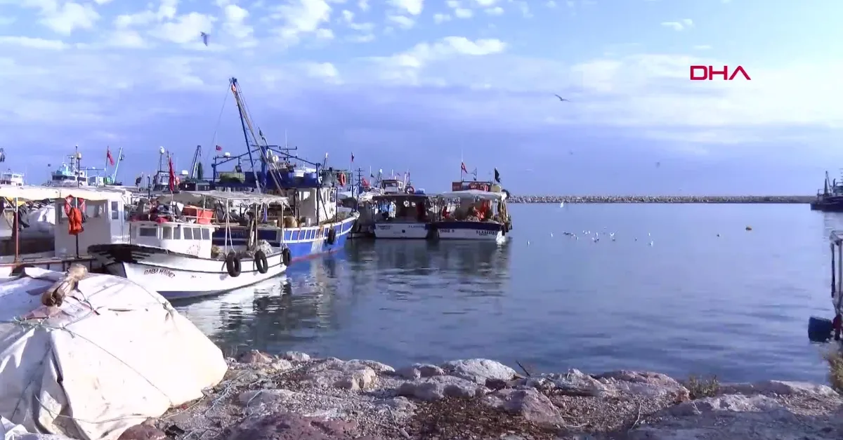 Balon balıkları Kızıldeniz’e kaçtı