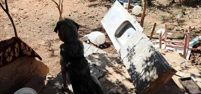 Gaziantep’te bir şahıs köpeğini almak için geldiği barınağı yağmalayıp ateşe verdi