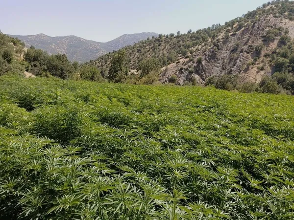 1663142274112.jpg 2022'de PKK'nın finans ayağı uyuşturucuya ağır darbe! 8,5 ton esrar ve 3 milyon 600 bin kök skunk ele geçirildi - 1