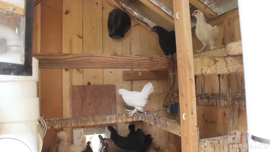 Tavuk kümesine girince gözlerine inanamadı 🥚 Günlük yumurtalarının üstünde adı ve soyadının baş harflerini gördü 🐔 13