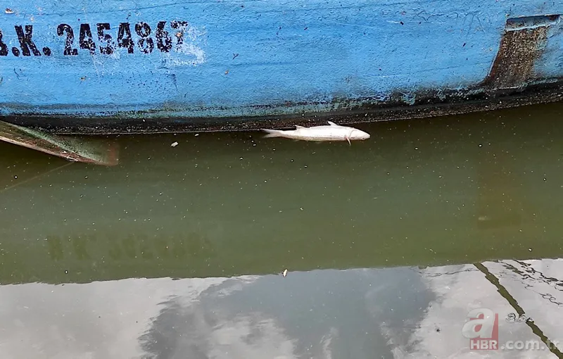 Küçükçekmece Gölü’nde büyük dram! CHP'li İBB kılını bile kıpırdatmıyor! Balıklardan sonra şimdi de martı ölümleri başladı 16