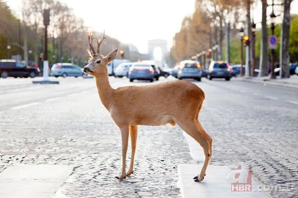 Yüzlerce insanı öldüren katil! Hava karardığında... 16