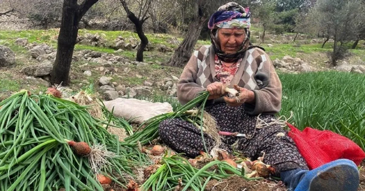 Yeşil soğan hasadı gün ağarınca başlıyor