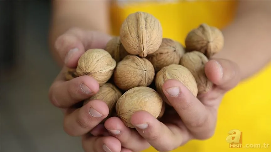 25 yıllık araştırma sonuçlandı! Cevizin bilinmeyen faydası ortaya çıktı! Günde 4 5 tane yerseniz... 1