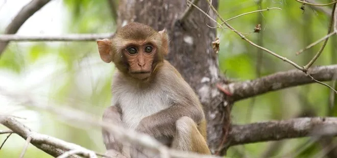 Çin’den korkutan haber: Monkey B virüsünden ilk ölüm gerçekleşti!