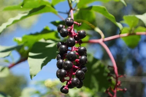Dikkat! Bu patates ölüme neden oluyor