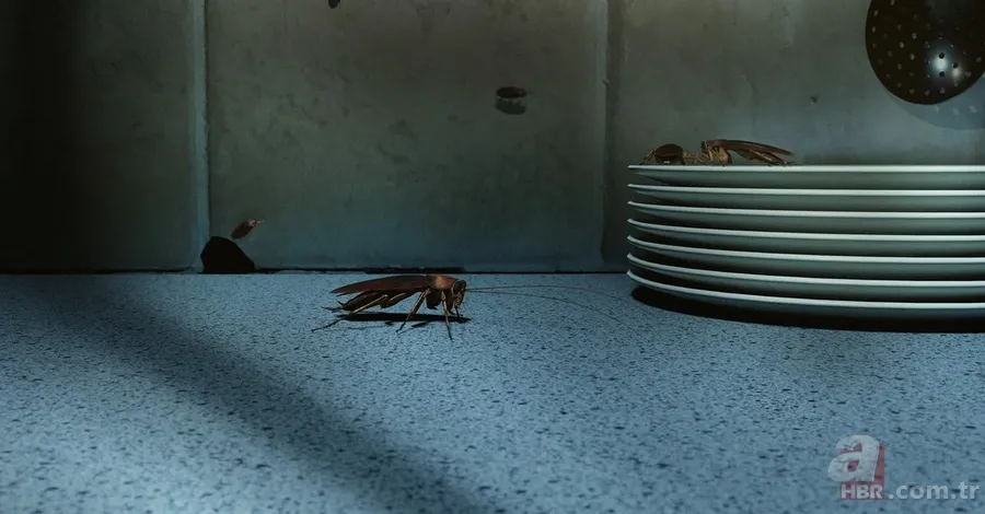 Hamam böceğini korkudan ters döndürecek bitki; Kaçacak delik arayacaklar! Garantili haşere uzaklaştırıcı... 6