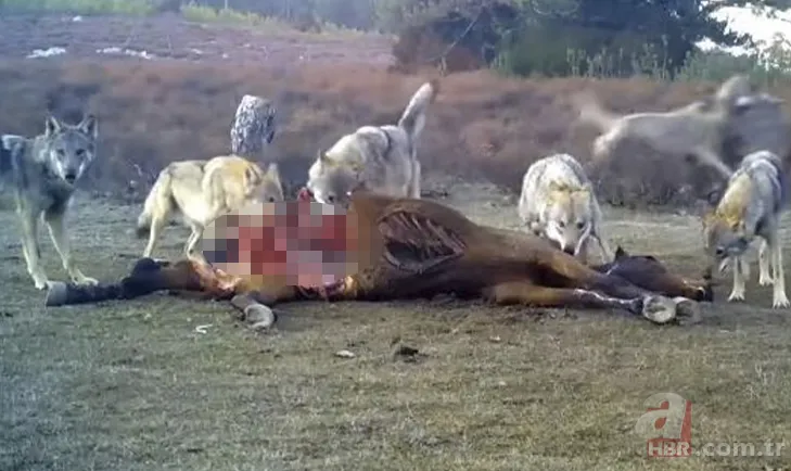 Kurt sürüsü köpeğe böyle saldırdı! Sahibi… 10