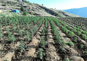 Bingöl'de uyuşturucu tacirlerine darbe