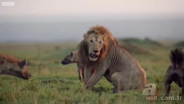 İzmir'de sırtlan paniği! "Tire canavarı" korku salıyor 11