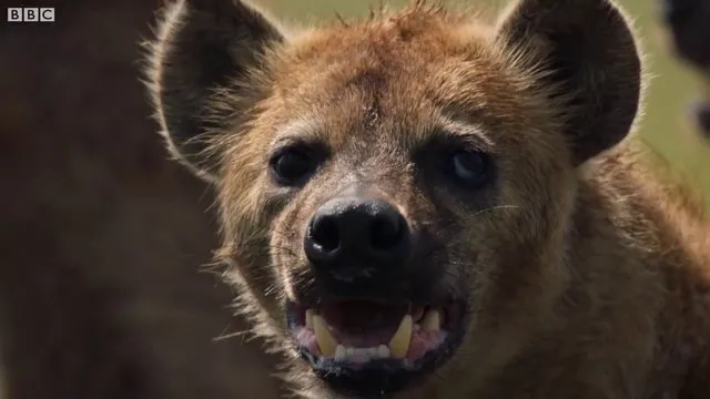 Sırtlanların arasında tek başına kalan aslanın mucize kurtuluşu! Son anda öyle şeyler oldu ki...