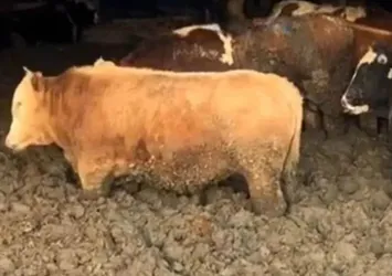 Görüntüler infiale yol açtı, bakanlık o işletmeye acımadı