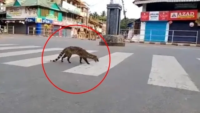 Koronavirüs nedeniyle sokağa çıkmak yasaklanmıştı! Sokakta yıllardır görülmeyen misk kedisi görüntülendi
