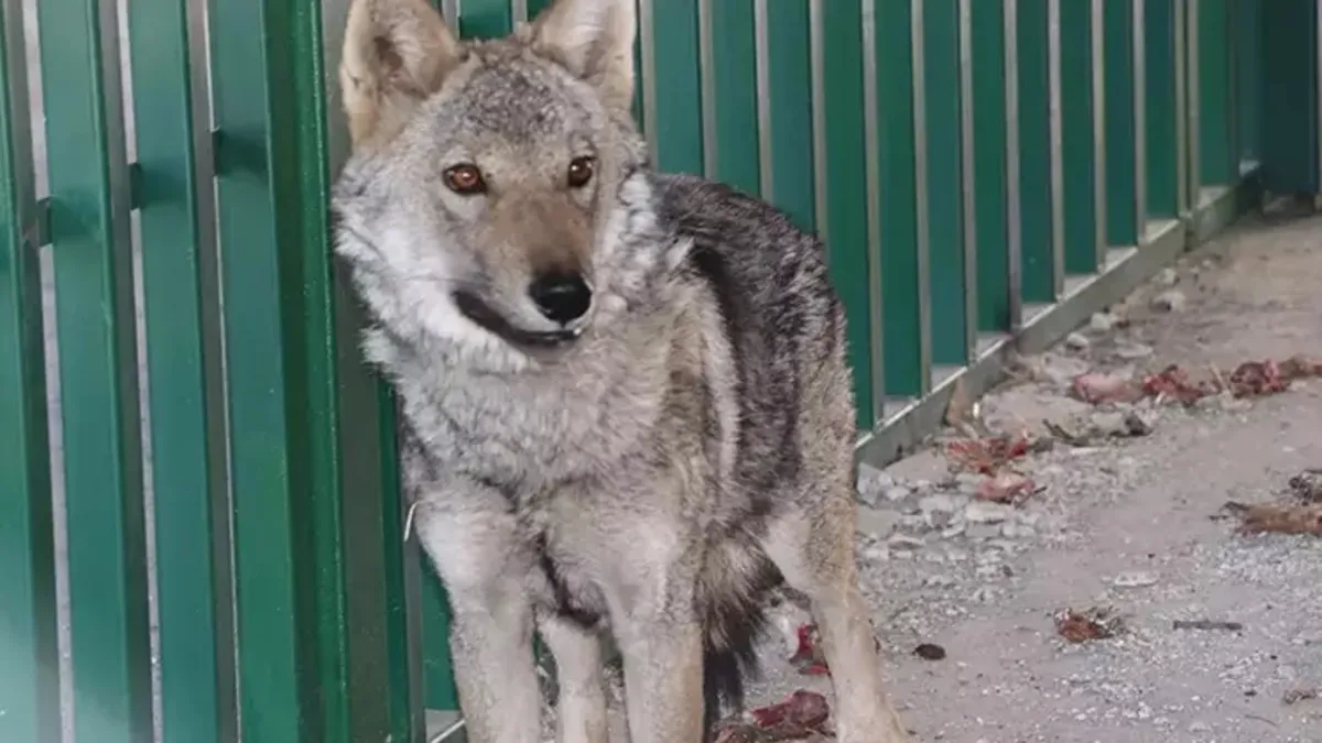 Zincirden kurtarılan kurt, özel bakıma alındı