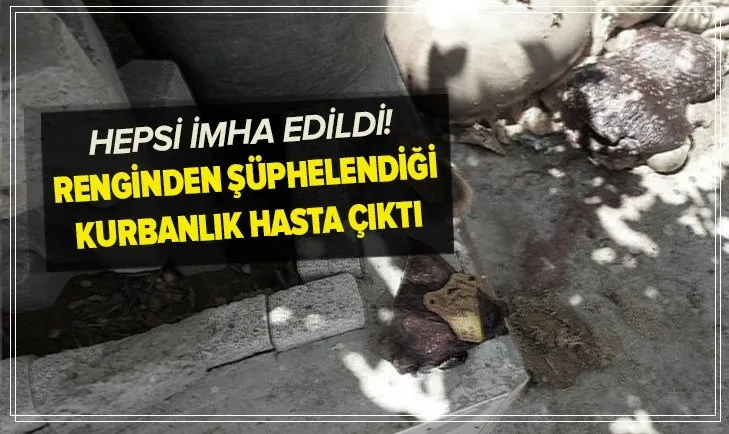 İzmir'de şoke eden olay! Renginden şüphelendiği büyükbaş kurbanlık hasta çıktı