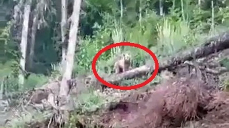 Son dakika: Karabük’te hayrete düşüren olay! Yolda ayıyla karşılaştı öyle bir şey yaptı ki... |Video