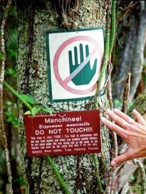 Dünyanın en ölümcül bitkileri 13