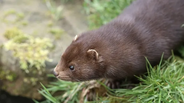 Sığırlara ve tavuklara koronavirüs enfekte etmeye çalıştılar! Dünya Hayvan Sağlığı Örgütünden flaş açıklama