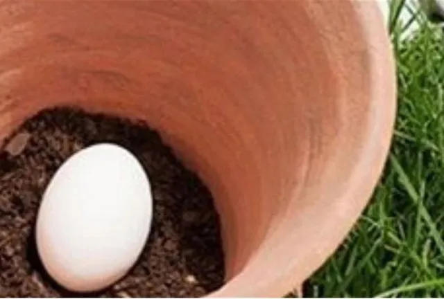 Bu detayı öğrenince çok şaşıracaksınız! Toprağın içerisine yumurta koyunca bakın ne oluyor? 🥚