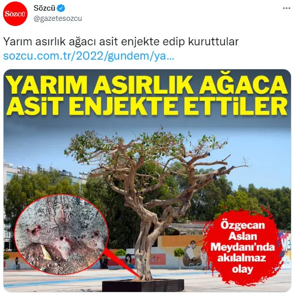 Mersin'deki Özgecan Aslan Barış Meydanı'ndaki ağacın nasıl zehirlendiği ortaya çıktı! CHP kumpasına fondaş çanak tuttu