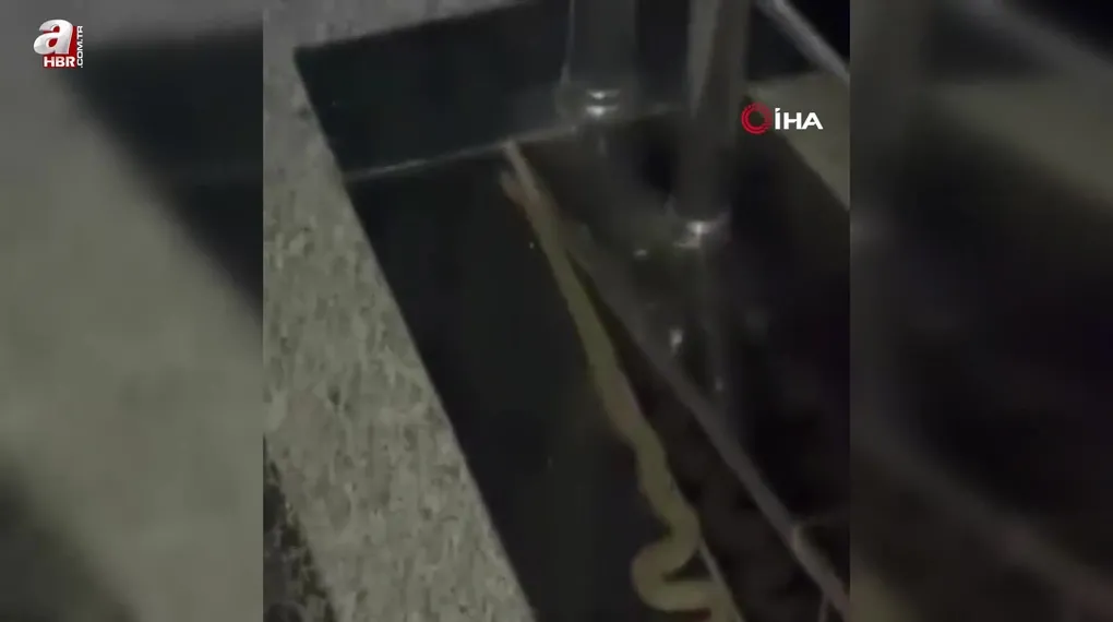 Binaya giren yılan görenleri korkuttu