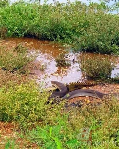 Uyarılara aldırış etmeyip göle girdi! Dev timsaha yem oldu! O anlar saniye saniye kamerada 14