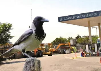 İstanbul'da esrarengiz olay! Karga kesik parmakları bırakıp uçtu! Ekipler gizemi çözmek için çalışma başlattı