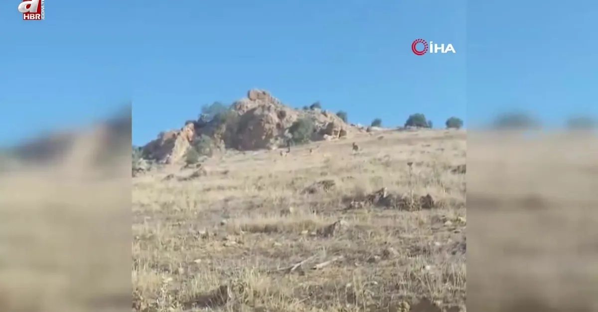 Mardin'de dağ keçileri böyle görüntülendi