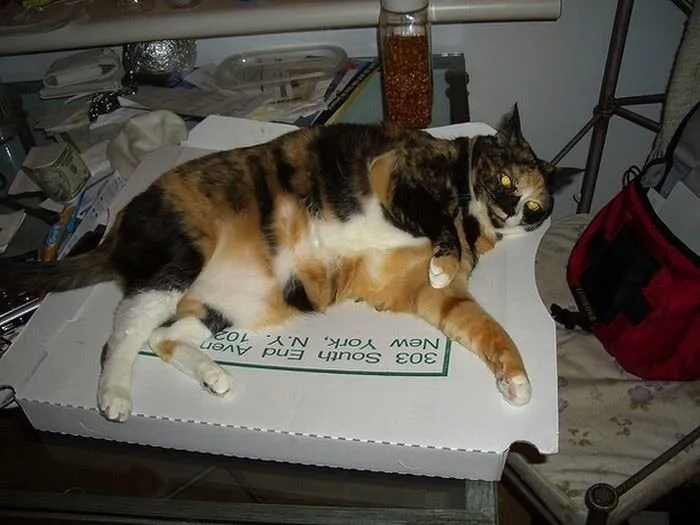 Kediler pizza sever!