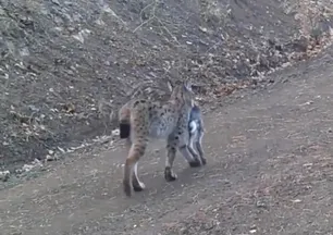 Avı ağzında görüntülendi! Vahşi doğa belgesellerini aratmadı