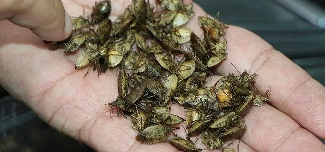 Nd gozal jojalar porno Anal chozish