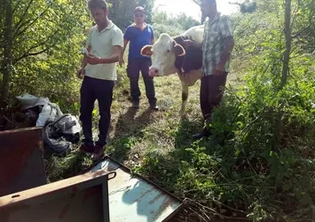 Ormanda doğum yapan inek 3 gün sonra kurtarıldı