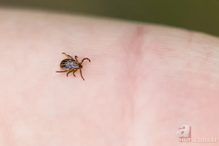 Hızla artıyor! Koronavirüsten daha ölümcül! Kırım Kongo Kanamalı Ateşi (KKKA) hastalığı nedir? Belirtileri neler? 11