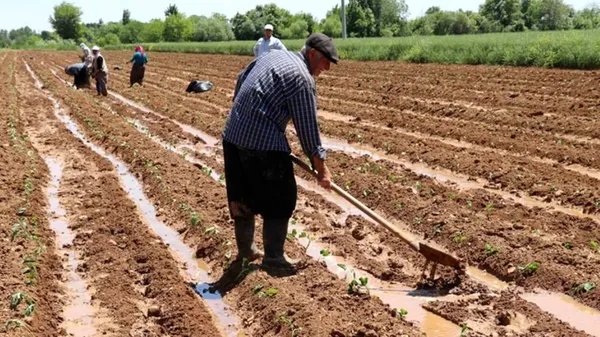 1618072616963.jpg Başkan Erdoğan'ın çiftçilere müjdesi sevinçle karşılandı! Ton fiyatı da güncellendi! İşte yeni fiyat - 4
