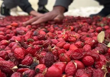 Dikenlerin arasından toplanıyor! Tezgahta 120 TL'ye satılıyor
