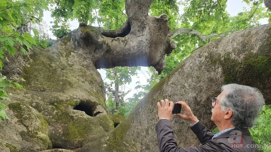 Türkiye'nin en eski ağacı: Tam 2000 Yıllık! Vatandaşlar akın ediyor 5