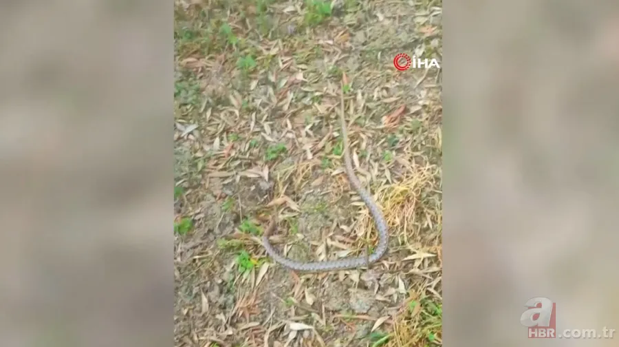 Tıkanan su borusundan çıkan şoke etti! 1 buçuk metrelik... 5