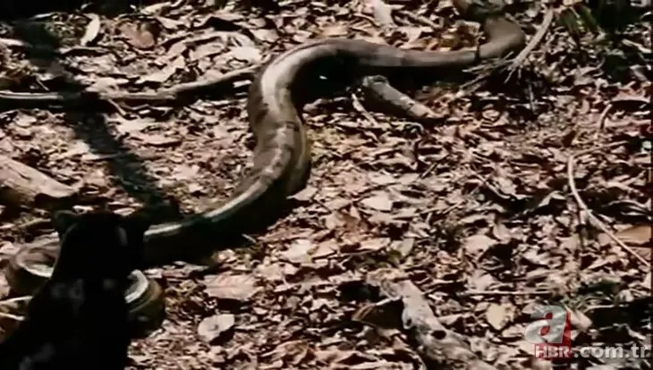 Dev anakonda yılanı ile siyah leopar karşı karşıya! Son anda öyle bir şey oldu ki...