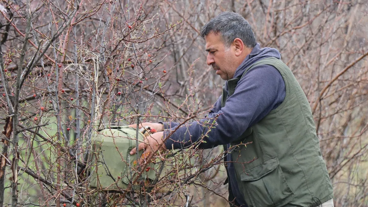 Erzurum Oltu'da 350 kınalı keklik halkalandı