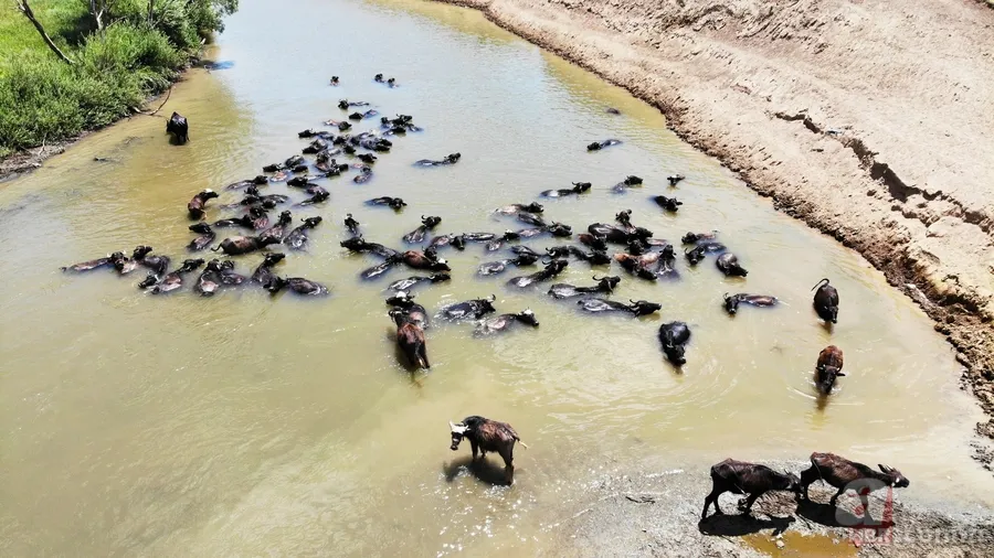 Muş’ta mandaların serinlemek için nehre girdiği anlar renkli görüntüler oluşturdu 3