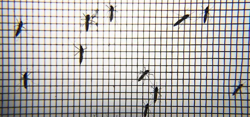 Zika'yla 'sivrisinek ordusu' mücadele edecek